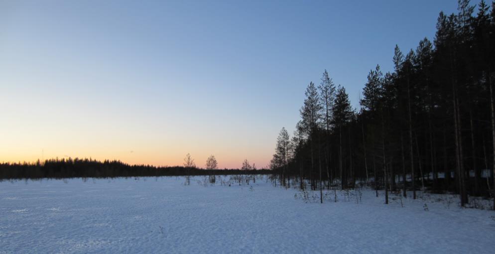4.3 Tulokset Suunnittelualueelta tehtiin havainnot 2-3 koirasriekon reviiristä keväällä 2015.