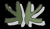 Kaskikuusen