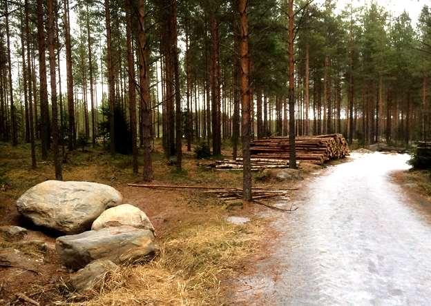 Suunnittelualue on melko tasaista harvahkopuustoista sekahavumetsää. 3.2.