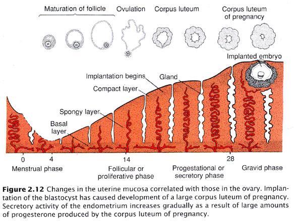 Endometrium