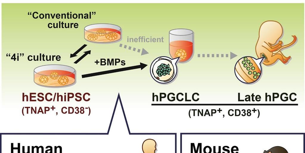 SOX17 is indispensable and sufficient for hpgclc gene induction from competent hescs,