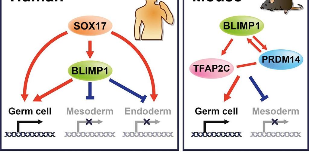 cell transcriptional network.