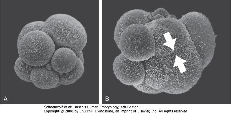 Kompaktio Alkion ensimmäinen erilaistumistapahtuma Solujen välille epiteelisoluille tyypilliset