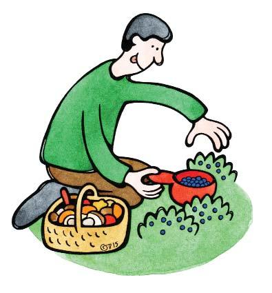 Muu maa mustikka Marjastus ja ruokasienten poiminta on sallittu, mutta muita kasvinosia, kiviä tai muita luonnonmateriaaleja ei saa kerätä.