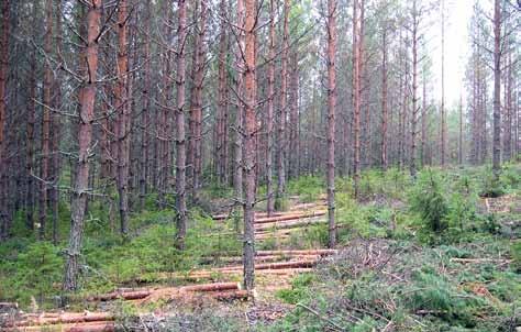 ensiharvennuskohde, jolle on helppo löytää halukas ostaja hakkuukertymä 40-50 m³/ha hakattavien runkojen pituus 14-16