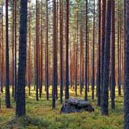 12 KotiMetsä 1/2014 Uudet Hyvän metsänhoidon suositukset valmiina käyttöön Metsälakiuudistuksen yhteydessä myös metsänhoidon suositukset on uudistettu Metsätalouden kehittämiskeskus Tapion johdolla.
