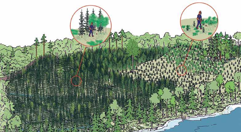 Laajapohjaiset johto- ja ohjausryhmät, missä niin metsänomistajat kuin metsä- ja energiateollisuus, luontojärjestöt, tutkimuslaitokset ja yliopistot ovat edustettuina, ovat ohjanneet suositusten