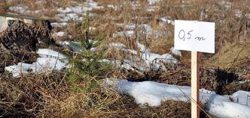 Pääosa hakkuutulosta tulee tukkipuusta, joten käytännössä nuorten metsien uudistushakkuut jäävät varmaan harvinaisiksi.