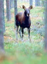 Metsästä ei makseta sattumanvaraisesti, vaan tukeudutaan ammattilaisten arvioihin. Vain kilpailutus varmistaa parhaan hinnan kullekin tilalle.