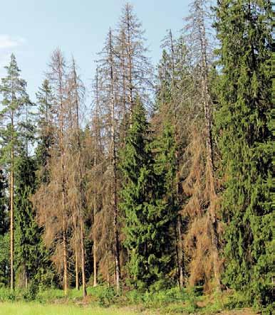 Siinä on kirjanpainajan emokäytävä, jonka haarat ovat toukkakäytäviä. Tarkalla silmällä verkostossa saattaa näkyä pieniä mustia kuoriaisia tai valkeita toukkia, kirjanpainajia.