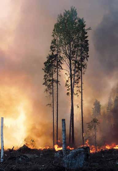 Metsän uudistusalojen kulotusmäärät ovat romahtaneet 1960- luvun jopa kymmenistä tuhansista hehtaareista reilusti alle tuhanteen hehtaariin.