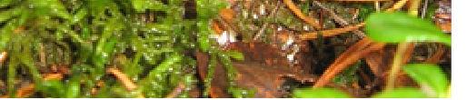 Meillä harvinaisen kavalan kärpässienen (Amanita phalloides) myrkkyaineet, oireet, myrkytyksen kulku