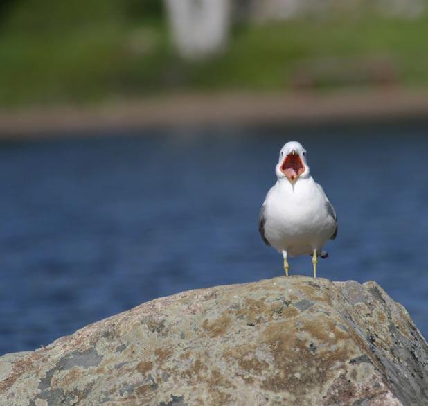 Vesireittejä Päijänteeltä Suomenlahdelle Kymijoen-Suomenlahden vesienhoitoalueelta löytyvät lähes kaikki Suomen järvi- ja jokityypit.