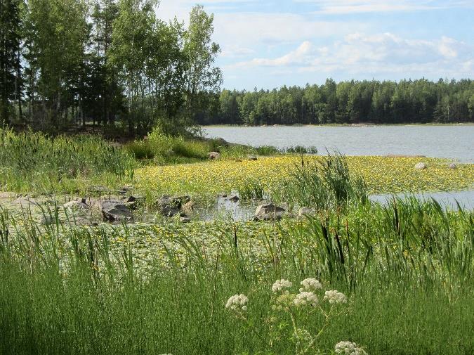 Vieraslaji valtaa altaan!! Valitettavasti vieraslaji lammikki on nopeasti muodostanut rantaveteen useita laajoja kasvustoja.