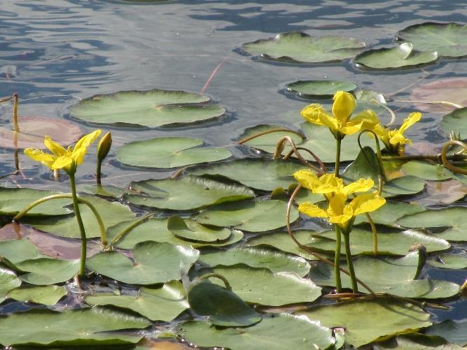 Siemenet leviävät uusille kasvupaikoille ja kasvustojen hävittäminen on vaikeaa.