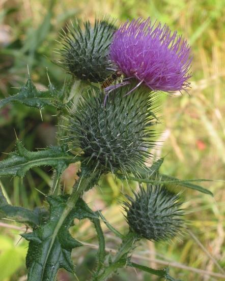 Karhiaiset muistuttavat paljon ohdakkeita (Cirsium).