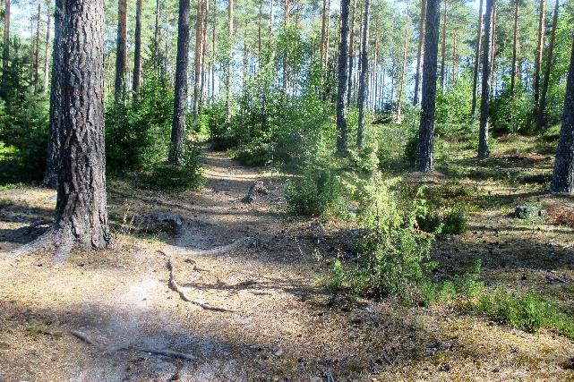Iltaretki metsään PUUN PÄIVÄN kunniaksi torstaina 27.9.2018 Kokoontuminen klo 17.
