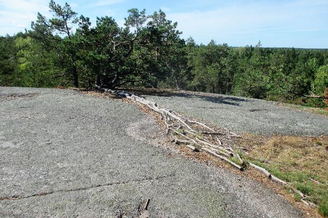 luontoa, etenkin metsää, sen puita ja polkuja. Metsän vaikutuksesta ihmiseen on paljon kirjoitettu.