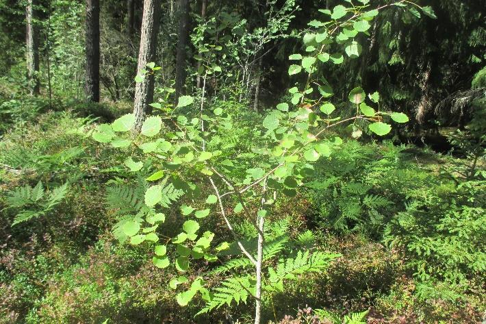 Puun päivän retkellä puut ovat pääosassa. Lähdemme yhdessä Raision ABC aseman edestä klo 17.30. Tervetuloa!