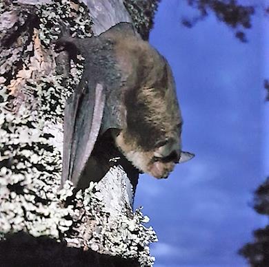 Suomessa esiintyvät lepakkolajit ovat luokitukseltaan pienlepakkoja. Lennossa ne ovat karkeasti aikuisen kämmenen kokoisia ja painavat kymmenkunta grammaa.