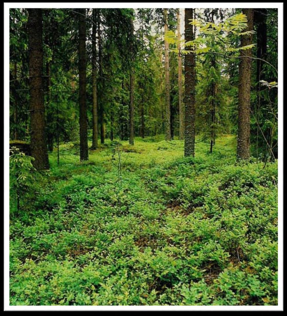 Tuore kangas (MT) Tuoreita kankaita esiintyy keskiravinteisilla moreeni- ja hietamailla. Tuoreen kankaan pääpuulaji voi olla mänty, kuusi, rauduskoivu, hieskoivu tai haapa.