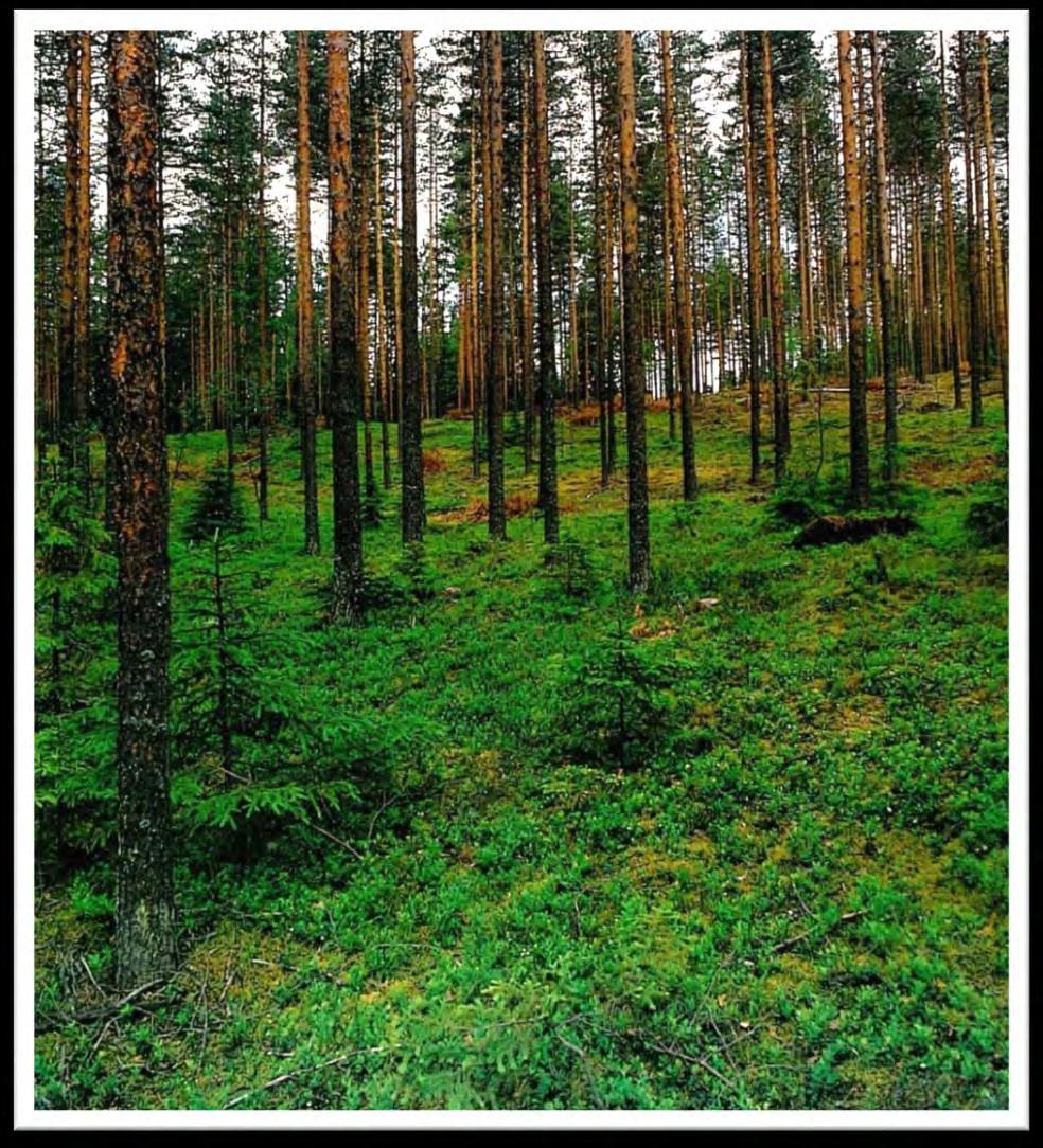 Kuivahko kangas (VT) Kuivahkoja kankaita esiintyy vähäravinteisilla moreeni- ja hiekkamailla. Pääpuulaji on lähes aina mänty. Sekapuustona tavataan kuusta ja rauduskoivua.