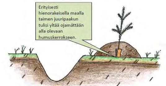 Metsänviljely kylväen tai