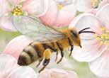 mehiläispesän, ja ensipäivänleimassa on mehiläiskennosta tuttu kuusikulmainen kuvio, jonka