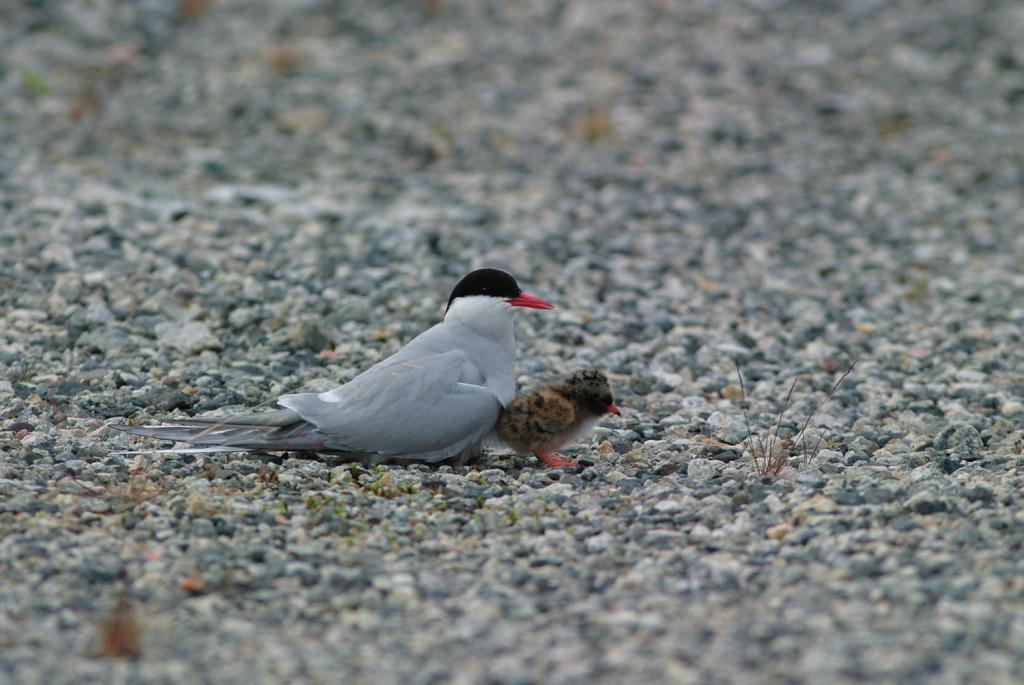 Palokärki (Dryocopus martius) Palokärki kuuluu suurimpien, vankkapuustoisten saarten pesimälinnustoon ja alueella pesii todennäköisesti muutamia pareja.