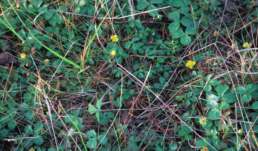 1. Johdanto Kemiönsaaren kunta /Åke Lindeberg tilasi keväällä 2016 Suomen Luontotieto Oy:ltä Luonnonsuojelulain 65 mukaisen Natura-vaikutusten arvion koskien Kemiönsaaren itäisen saariston