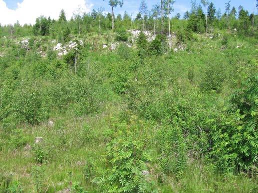 GEOLOGIAN TUTKIMUSKESKUS Raportti
