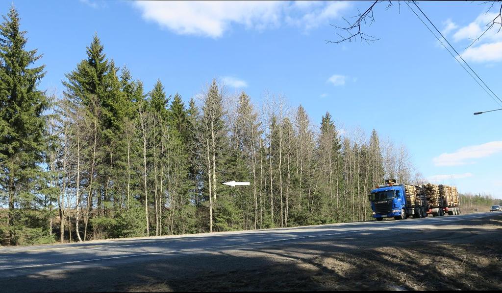 Kuva 13. Liito-oravan ei hätkähdä tieliikennettä: nuolen osoittama kolohaapa on ollut liito-oravan käytössä ainakin kolmena vuonna vilkkaasta ja kovaäänisestä autoliikenteestä huolimatta.