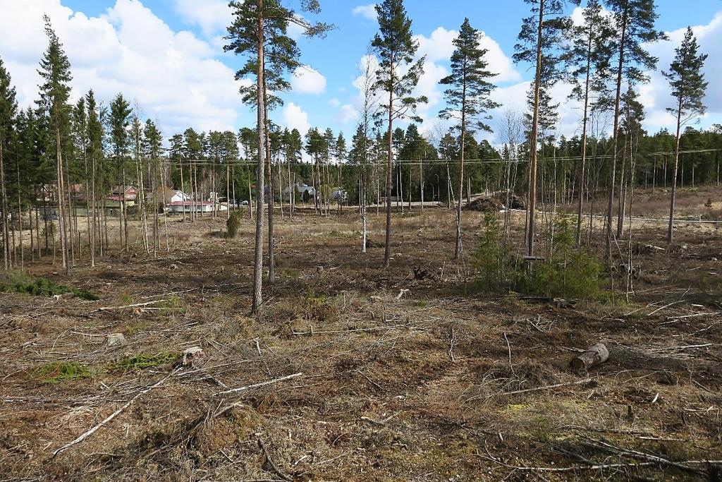 Myös alueen 7 eteläosassa ollut pesäpaikka on hävitetty viime talven hakkuissa.