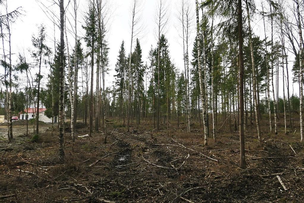 Kuva 17. Tammen itäistä liito-oravametsää nykyasussaan. Suunnilleen kuvan etualan kohdalla kasvoi haapoja, joiden luota löytyi liito-oravan papanoita useana keväänä.