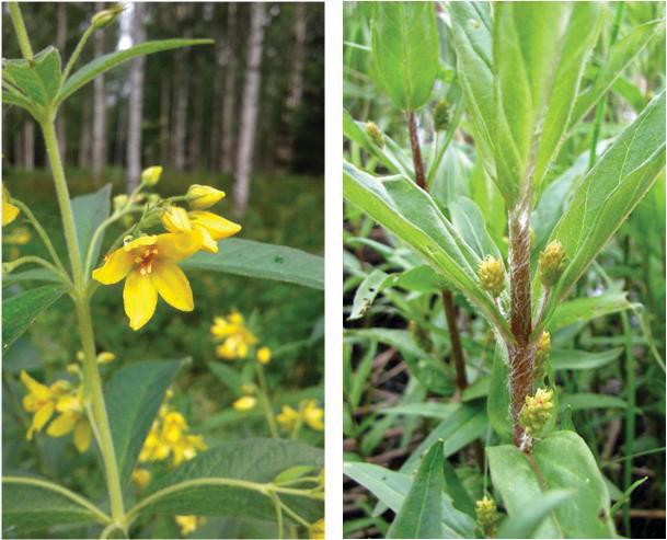 3.13. Ranta-alpi ja terttualpi Lysimachia vulgaris L. Ruots. strandlysing; Enlg. yellow loosestrife; Saks. Gewöhnliche Gilbweiderich Lysimachia thyrsiflora L. Ruots. topplösa; Engl.