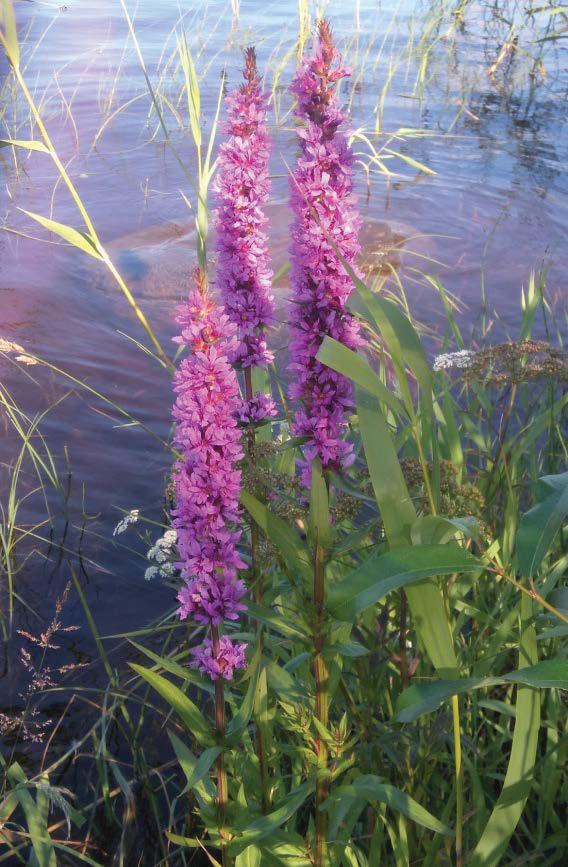 3.14. Rantakukka, pohjanrantakukka Lythrum salicaria L. Raeusch. Ruots. fackelblomster; Engl. purple loosestrife; Saks.