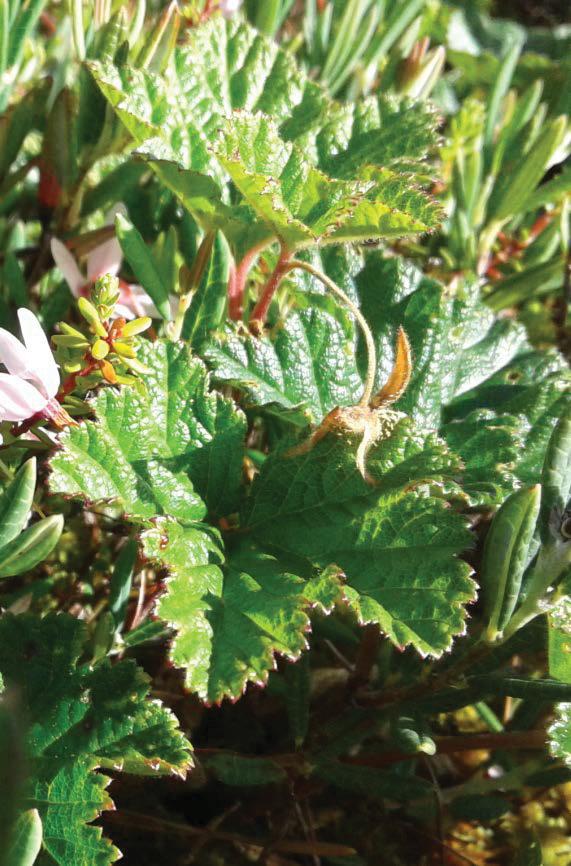 3.2. Hilla, lakka, muurain Rubus chamaemorus L. Ruots. hjortron; Engl. cloudberry; Saks.