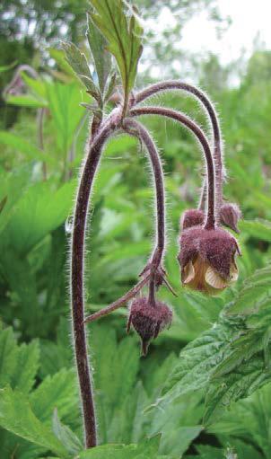 3.8. Ojakellukka Geum rivale L. Ruots. humleblomster; Engl. water avens; Saks.