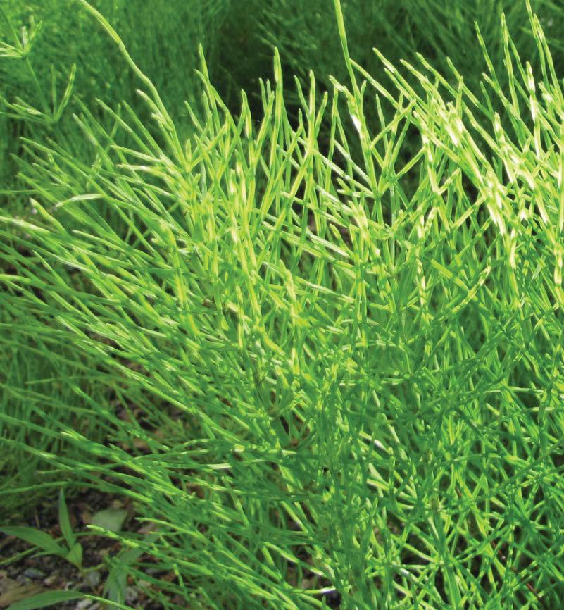 3.10. Peltokorte Equisetum arvense L. Ruots. åkerfräken; Engl. field/common horsetail; Saks.