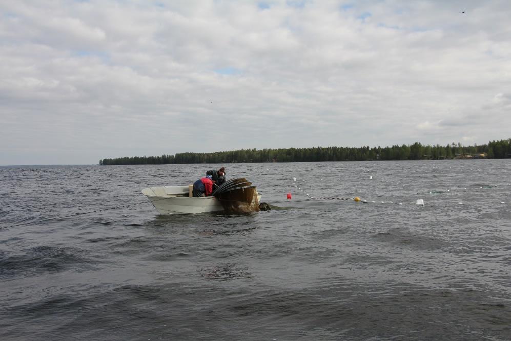 Pyydykset Pyhäjärvellä käytössä ammattimaiset pyydykset (kesä ja talvikalastus) Muilla järvillä rysiä/paunetteja Hankittu hoitokalastukseen