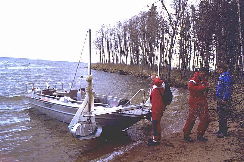 siika, muikku Jos poikasia on keväällä vähän, niin ei siitä runsasta tule