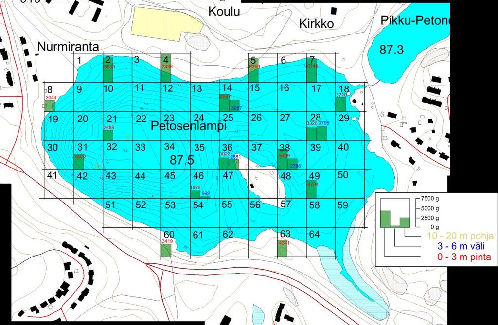 Ruutanoista ei tehty iänmääritystä. Suurin ruutanoista painoi 1.600 g (29 cm) ja pisin oli 33 cm (1.014 g). 2.1.3 Petokalojen osuus Hauet ja suuret ahvenet (pituus vähintään 15 cm) käyttävät ravinnokseen lähes yksinomaan kalaa.