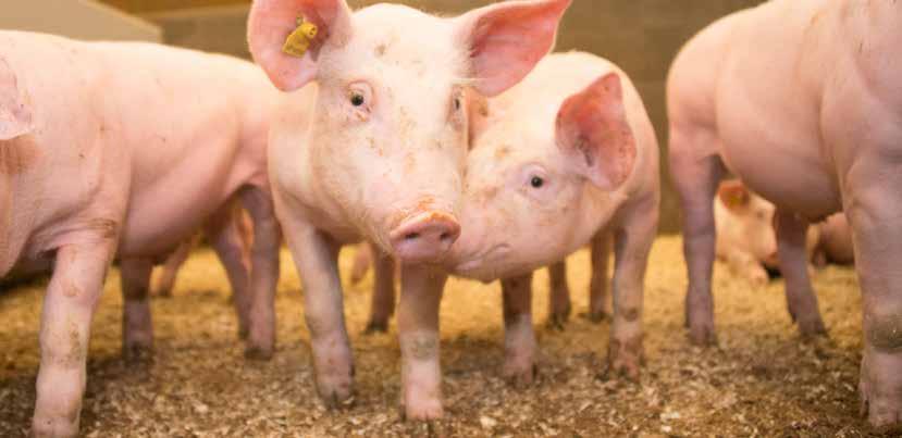 SIKAVAN HYVINVOINTI-INDEKSI Uusi työkalu sikojen hyvinvoinnin edistämiseksi Kesällä 2018 julkaistiin uusi hyvinvointi-indeksi sikatiloille Sikavaan.