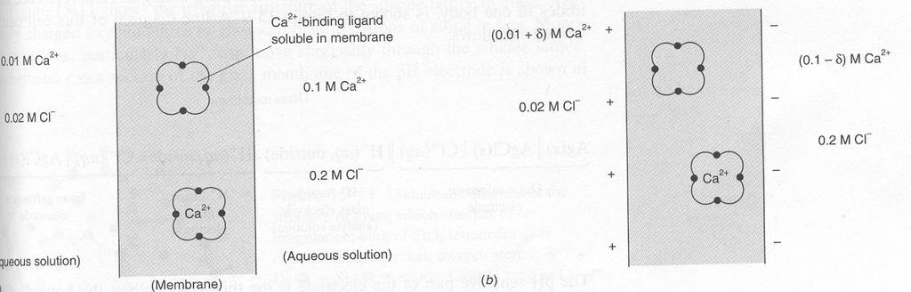 15.3.3 Ioniselektiiviset elektrodit Ioniselektiivinen elektrodi: elektrodi, joka antaa potentiometrisen vasteen vain yhdelle liuoksessa olevalle ionilajille. 15.3.3.1