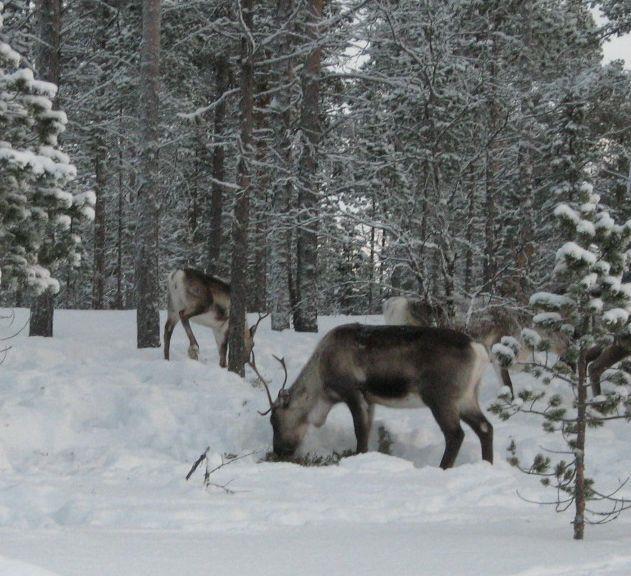 Millä tavoin laidunten nykytilaa on mahdollista parantaa tai ainakin ylläpitää poronhoidossa?