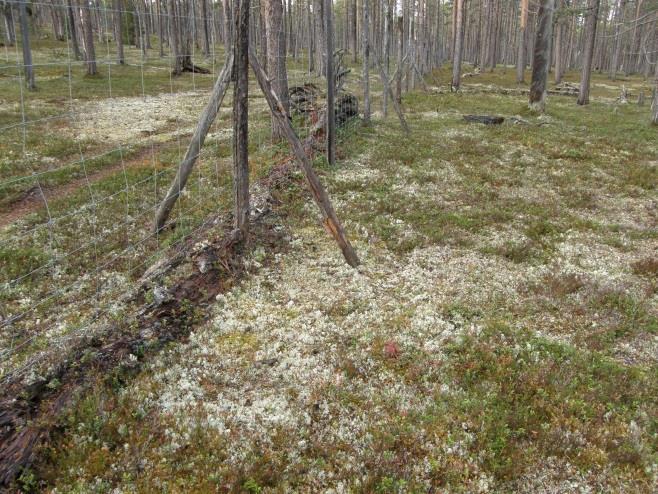 Tämä vaatisi jatkossa kuitenkin myös lisätyökaluja paliskunnille Liiteri- ja Haravaohjelmistoihin (mm.