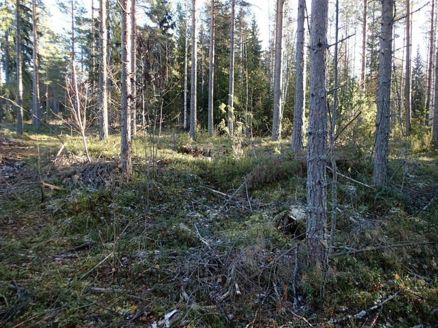 14 Tervahauta kuvan keskellä erottuu kuvassa huonosti, pohjoiseen TERVO 78 SAMMAKKOLAHTI Mjtunnus: Ajoitus: Laji: Status: uusi kohde ei tunnusta ajoittamaton tunnistamaton: kuoppa kiinteä