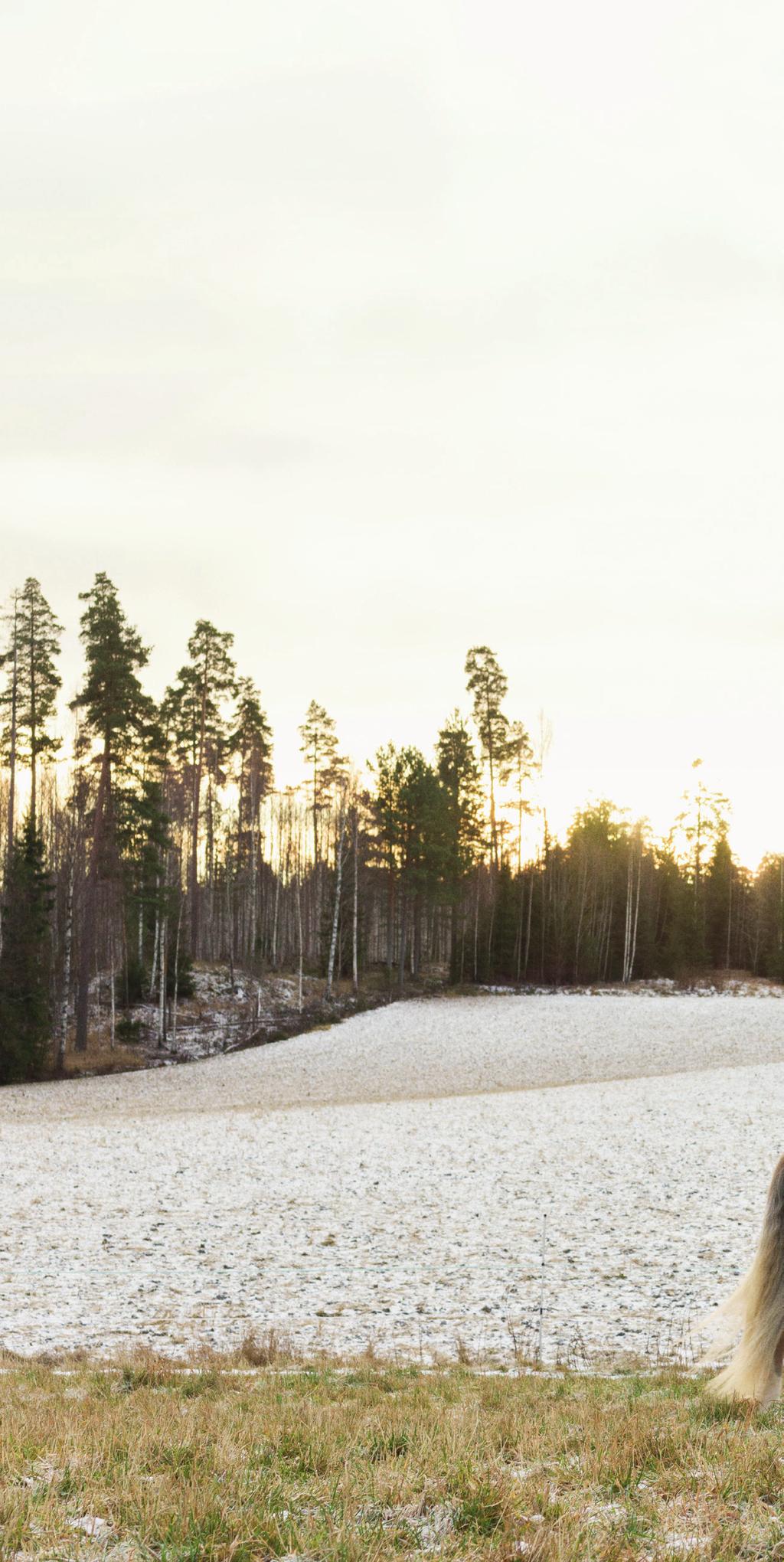 MISSÄ VOIN PELATA JA SEURATA RAVEJA? Voit pelata Totoa Veikkauksen Toto-myyntipisteissä, netissä, mobiilisovelluksessa sekä paikan päällä ravitapahtumissa.