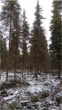 Typpi-, fosfori-, humus- ja kiintoainekuormat moninkertaiset kangasmaiden hakkuisiin verrattuna Nieminen, M., Sarkkola, S., Laurén, A., 2017.