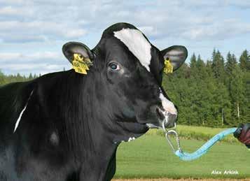 VH Beatles. ja VH Kasi RC. Sen emä, VG-89, on lypsänyt 290 päivässä 13 000 kiloa maitoa. VH Bionic on kova sonni. Terveys, pitoisuudet ja etenkin rakenne nousevat hienon arvostelun eturiviin.